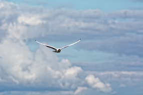 高空展翅翱翔的热带海鸟图片